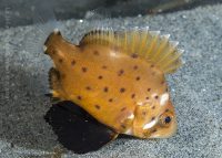 Incredible Conditions at the Shores