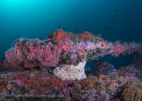 Point Loma New Years Eve Dive
