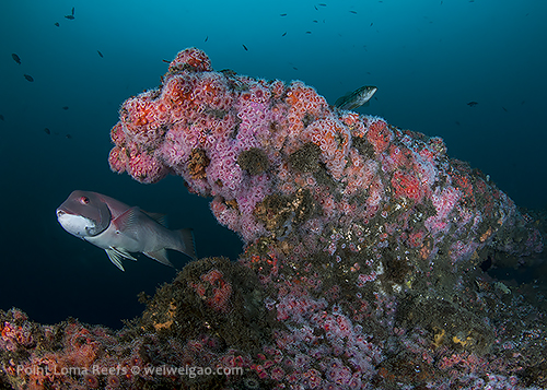 Colorful reefs at Point Loma