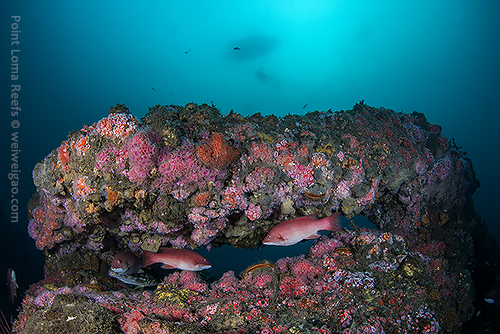 I can see the boat from bottom of the reef.