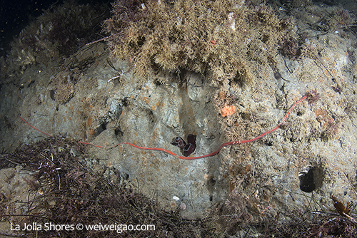 A super long worm on the canyon wall