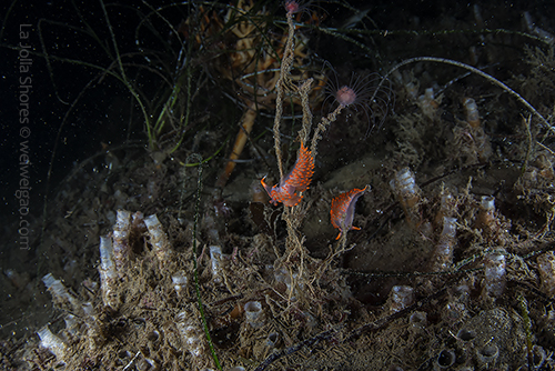 A pair of Stearn's Aeolid (Facelina stearnsi)