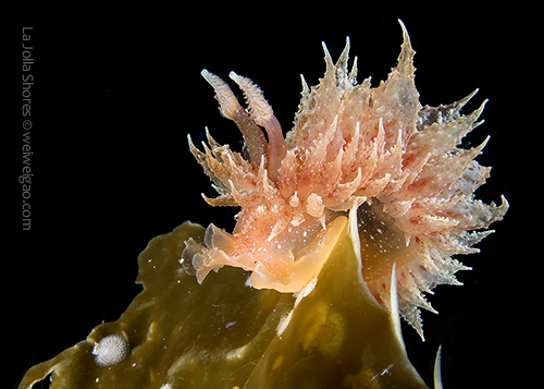 A Dirona picta at shores