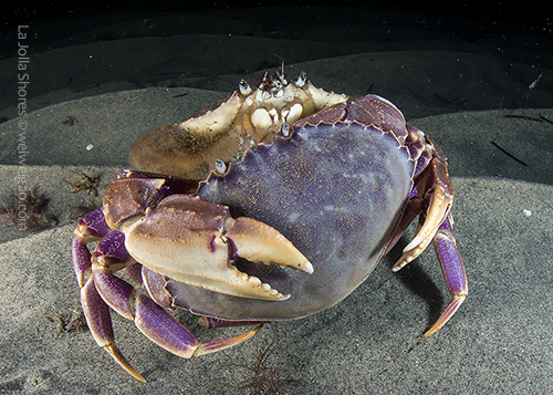 A mating pair of graceful crabs