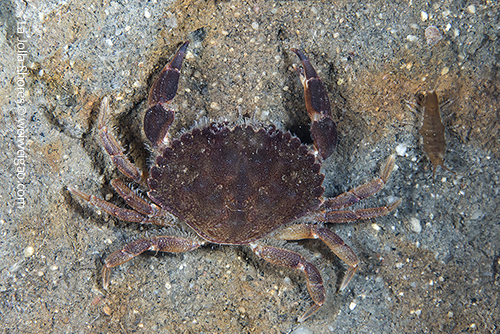 A crab with unknown ID