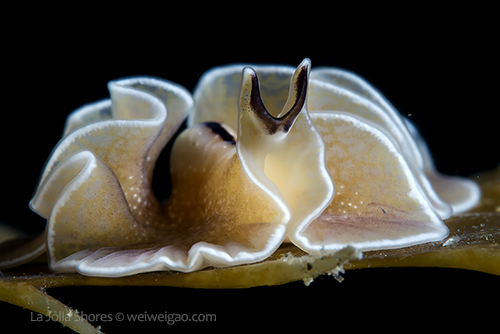 A polyclad flatworm on kelp