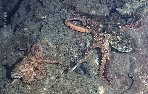 A mating pair of octopuses