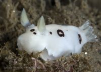 Another Night Dive at the Shores
