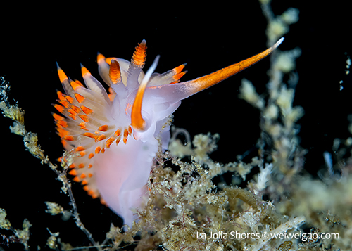 A Stearn’s aeolid at the shores