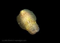 A Night Dive at Shores