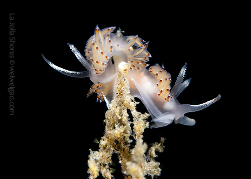 A mating pair of Flabellina pricei on the north of the V point