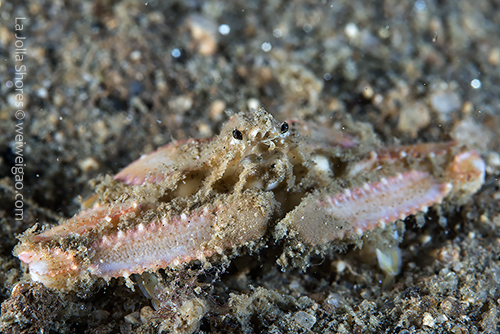 A sandflat elbow crab (Heterocrypta occidentalis) at the bottom of V point