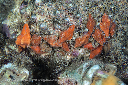 A colony of snails growing on the shell of a sheep crab