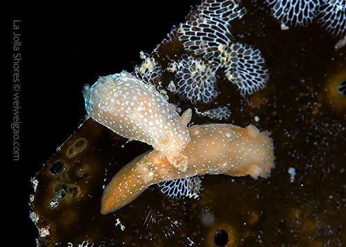A pair of spotted triopha on the kelp.