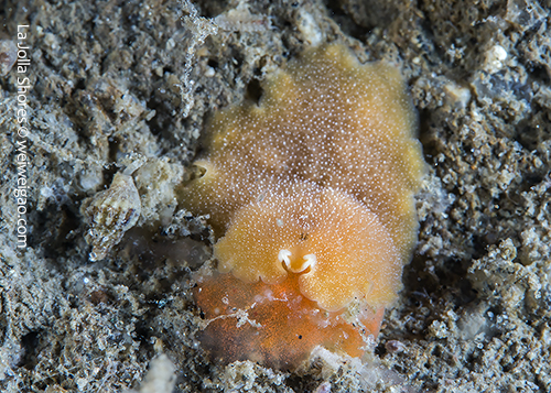A yellow-colored flatworm feeding