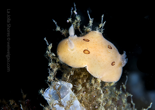 A San Diego dorid at the canyon.