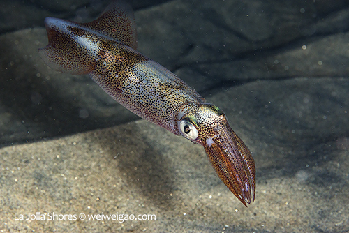 A market squid in the shallow at the shores.