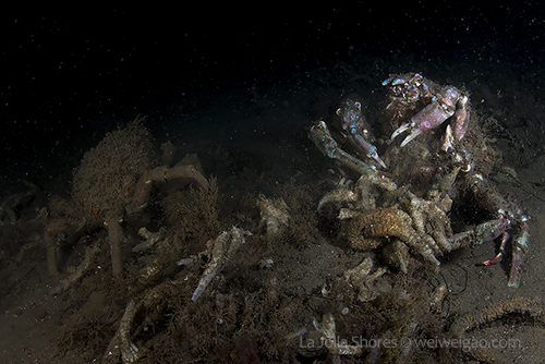 Sheep crabs feeding on tube worms near the V point.