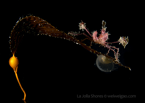 "Kelp Buddy" (a lion nudibranch and a decorate crab on kelp