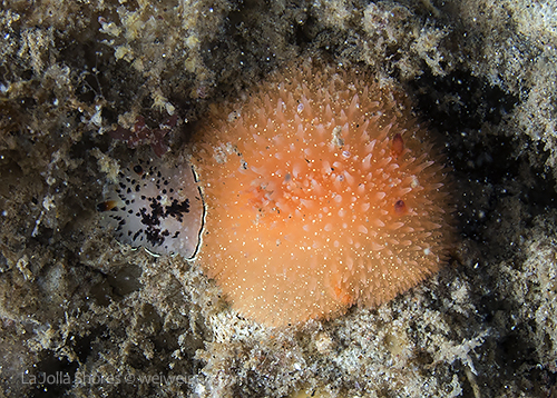 A yellow dorid with a smaller red-tipped dorid