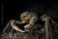 Video Tryout at the Shores