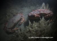 Yellow Crab Bullying