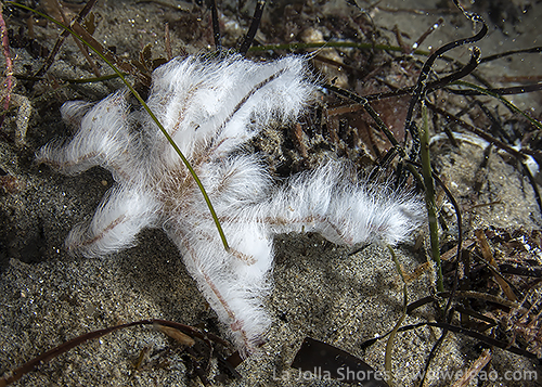 A crab (Hemphill’s Kelp Crab, Podochela hemphilli) decorated with white algae