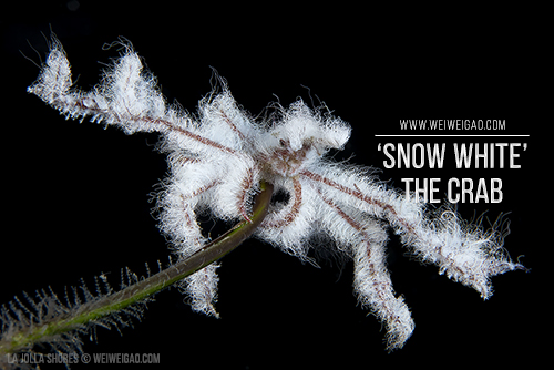 Article: 'snow white' the crab