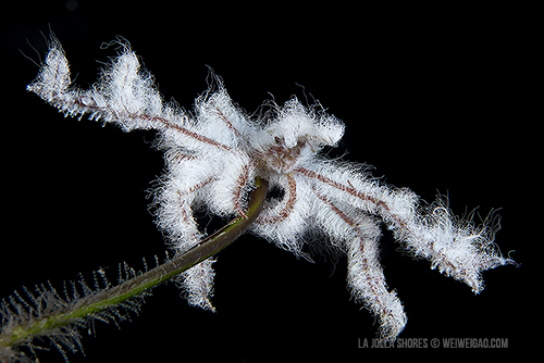 Closeup of a decorator crab.