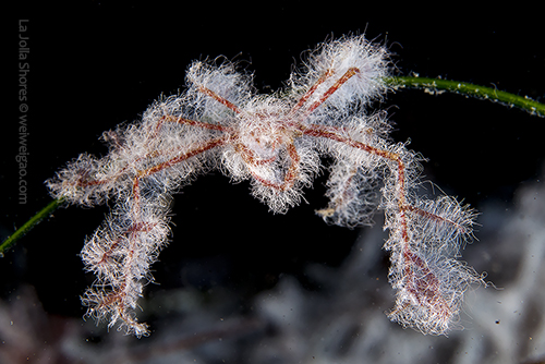 A decorator crab with its white coat