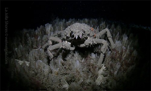 Lots of sheep crab at the shores