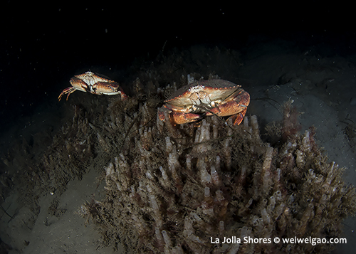 Yellow crabs at the south wall.