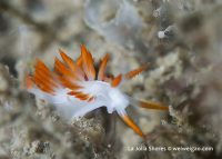 Close-up Video Shooting at the Mission Bay