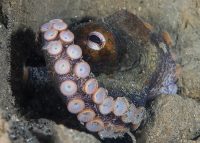 La Jolla Shores Night Dive