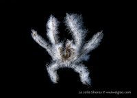 La Jolla Shores Night Dive