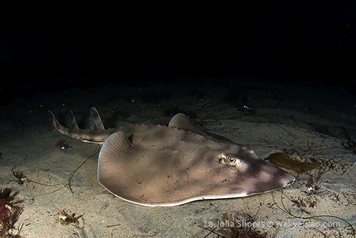 A large guitar fish near where I dropped down.
