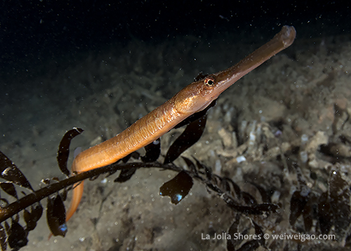 A large pipe fish near the main wall.