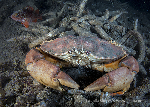 A yellow crab feeding on tube worms.