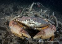 Another Night Dive at the Shores