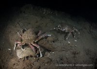 La Jolla Shores Night Dive