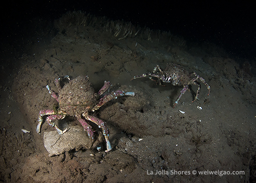 A pair of sheep crabs at the north of the V point.