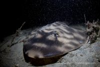 La Jolla Shores Night Dive