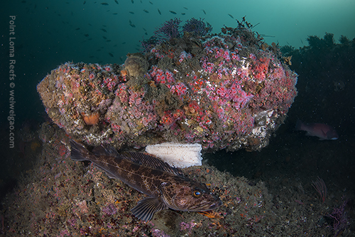 A battle scarred lingcod guarding eggs