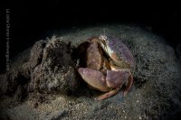 Last Dive of January