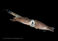 La Jolla Shores Night Dive