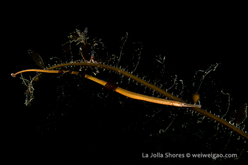 The big pipefish I have seen near the main wall lately