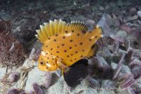 Another Dive to the Canyon