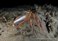 Another Dive to the Canyon