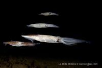 Squids on the Northern Slope