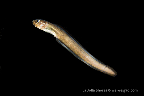 A cusk eel swimming high above the ocean bottom.